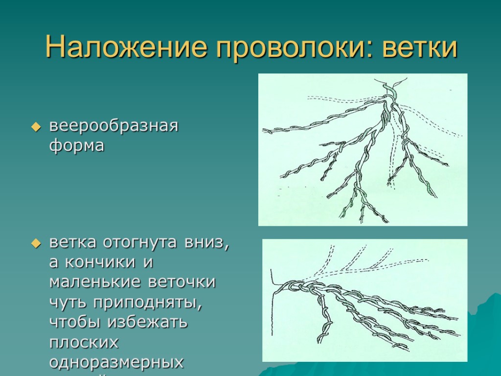 Наложение проволоки: ветки веерообразная форма ветка отогнута вниз, а кончики и маленькие веточки чуть